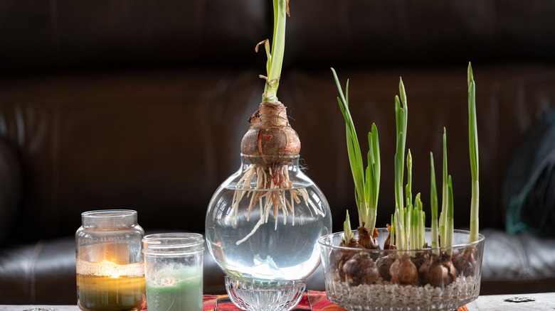 forcing Paperwhite bulbs in water