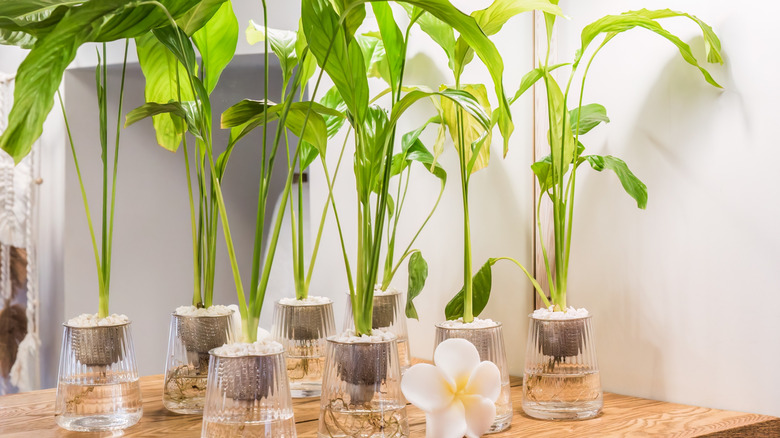 peace lilies growing in water