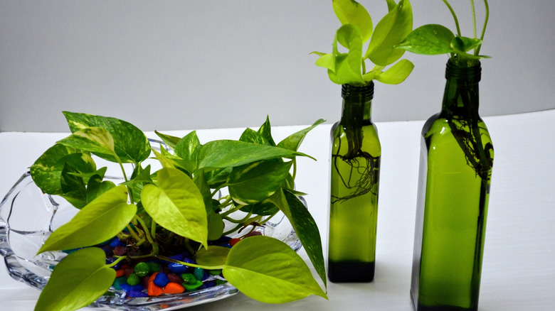 pothos in water in green glass bottles