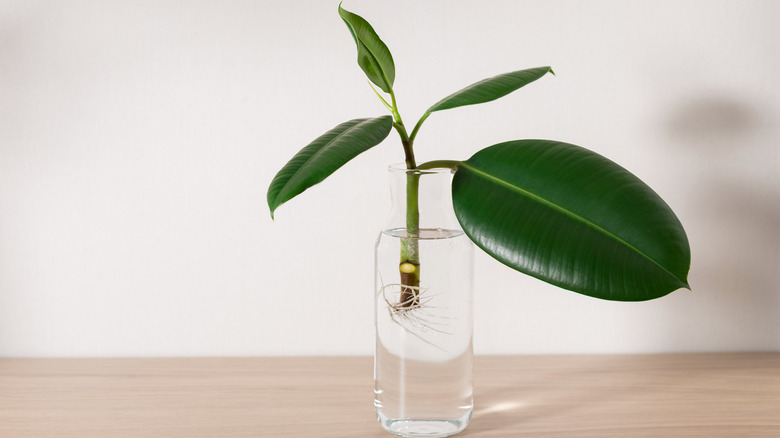 rubber plant water propagation