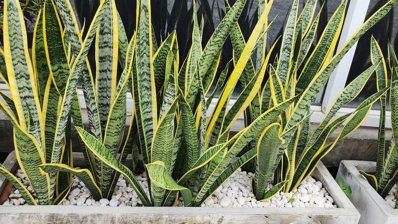 snake plants
