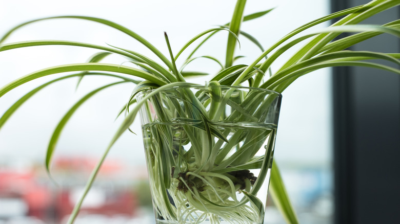 spider plant in glass of water