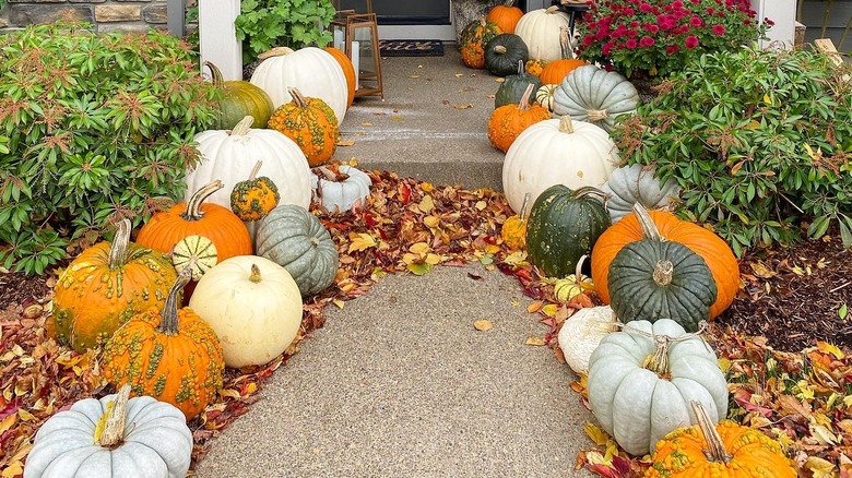 Variety of pumpkins