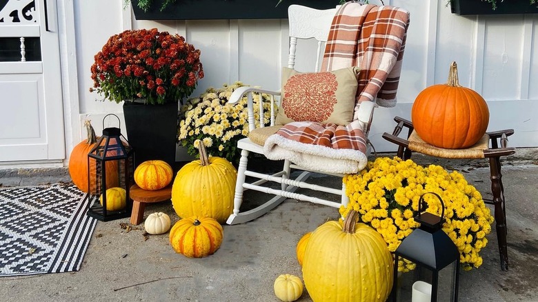 Yellow mums and pumpkins