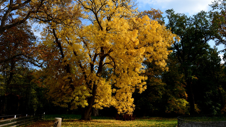 An American ash tree with yellow foliage