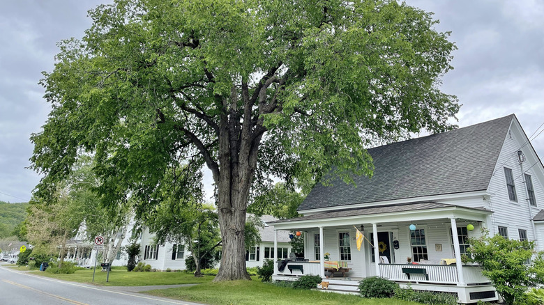 An American elm tree in a front yard with row of white colonial-style houses