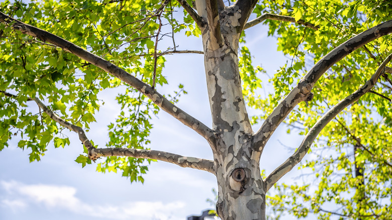 American sycamore tree with mottled bark, against blue sky