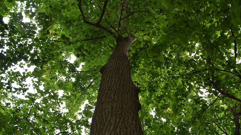 The canopy of a basswood tree