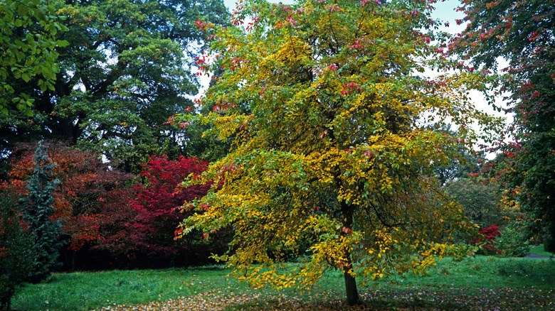 Black tupelo tree with fall color in a yard