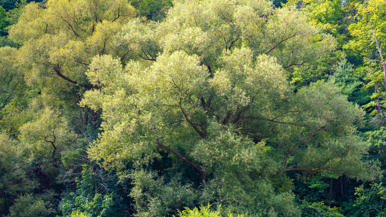 Black willow trees in a forest cluster