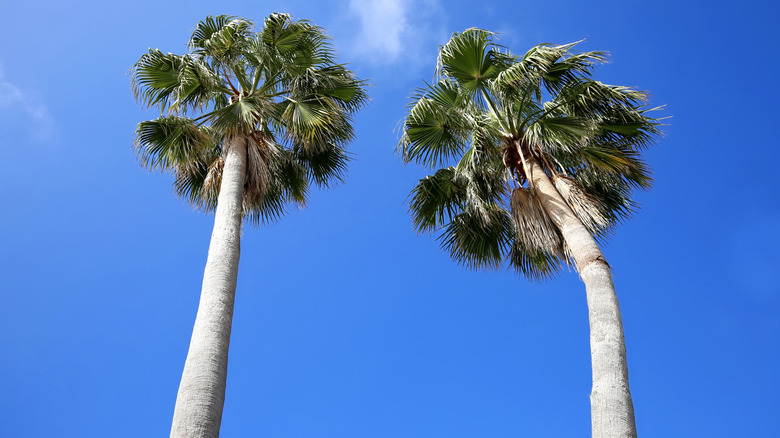 Two mature cabbage palms against a deep blue sky