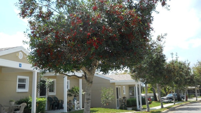 Pruned dahoon hollies line a street with houses