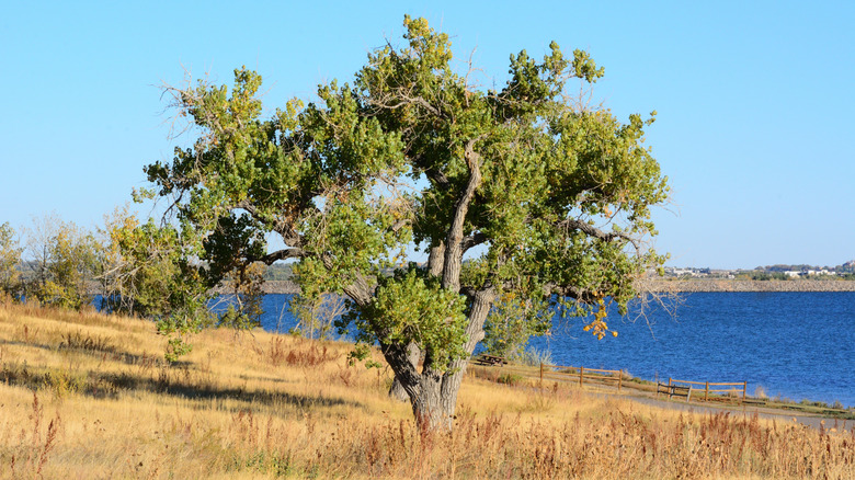 An Eastern cottonwood tree growing near a body of water