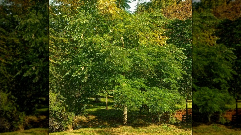 A Kentucky coffee tree among other trees