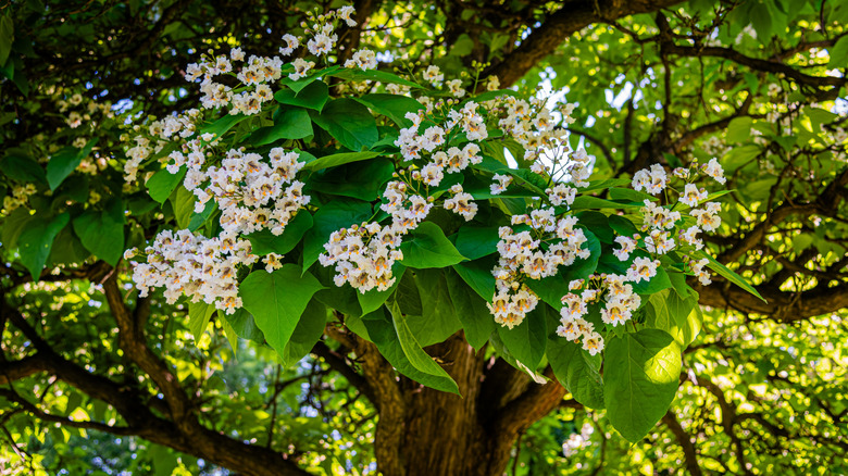 Northern catalpa tree in bloom