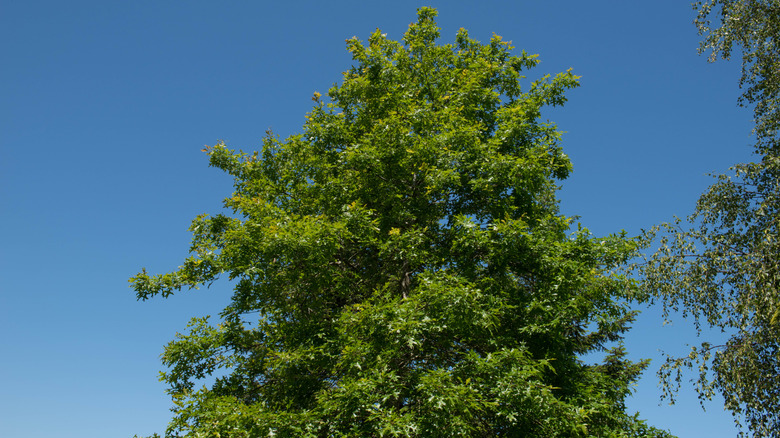 Top of a mature pin oak tree against sky