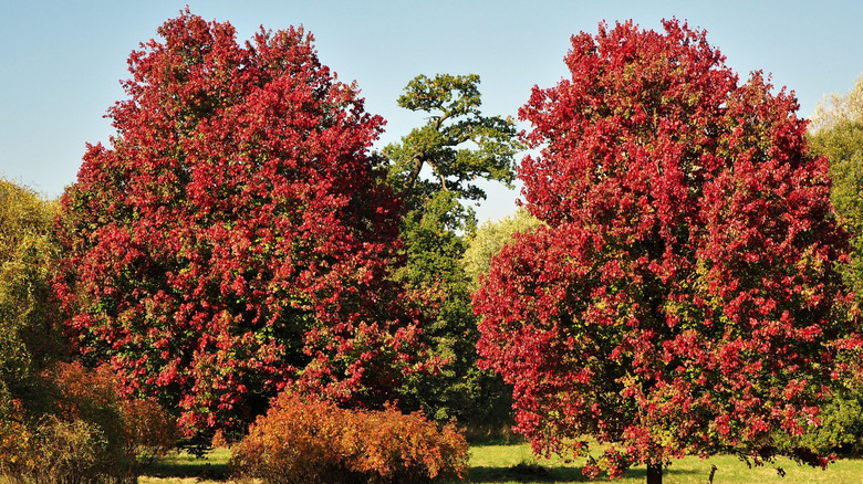 Two red maple trees in a field on a sunny day