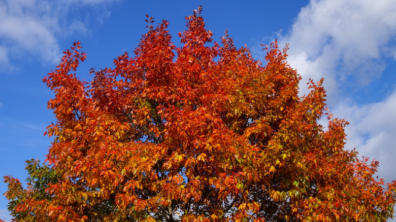 Red oak tree with fall foliage against partly cloudy blue sky