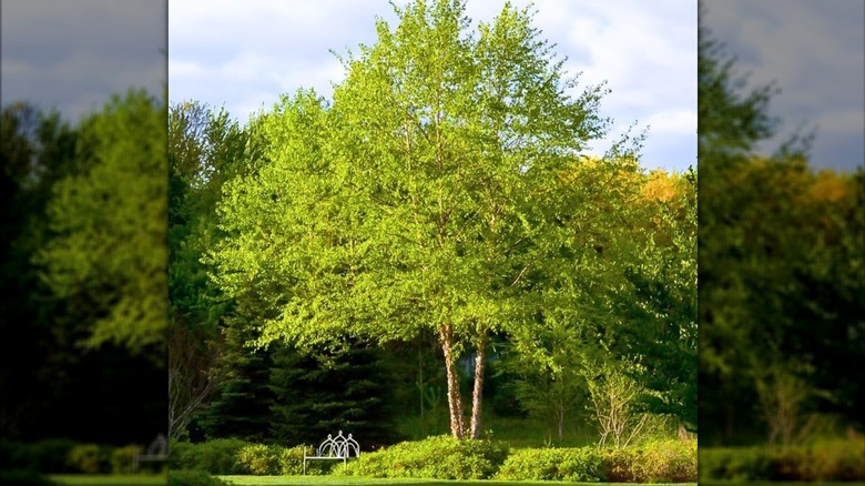 A beautiful river birch tree grows in an lush yard