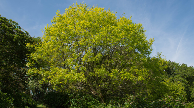 A scarlet oak in springtime