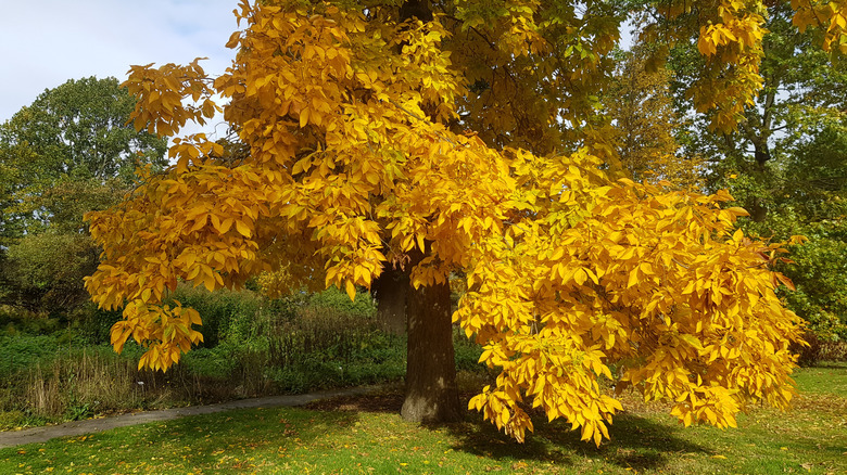 A shagbark hickory tree with yellow leaves