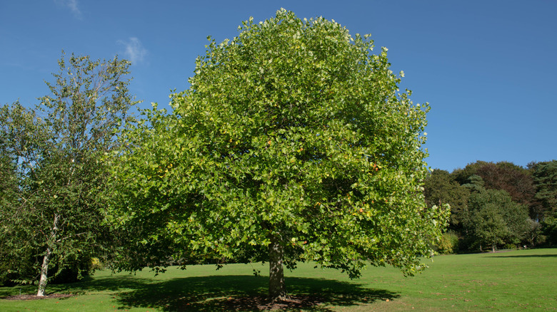 A tulip poplar tree creates deep shade on a lawn