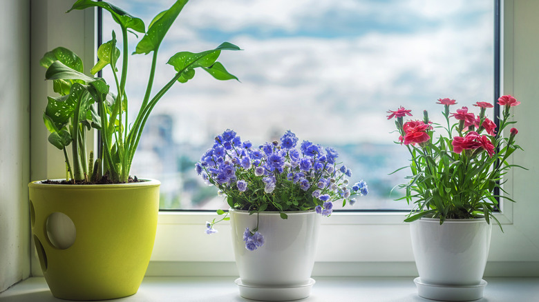 Windowsill houseplants flowering