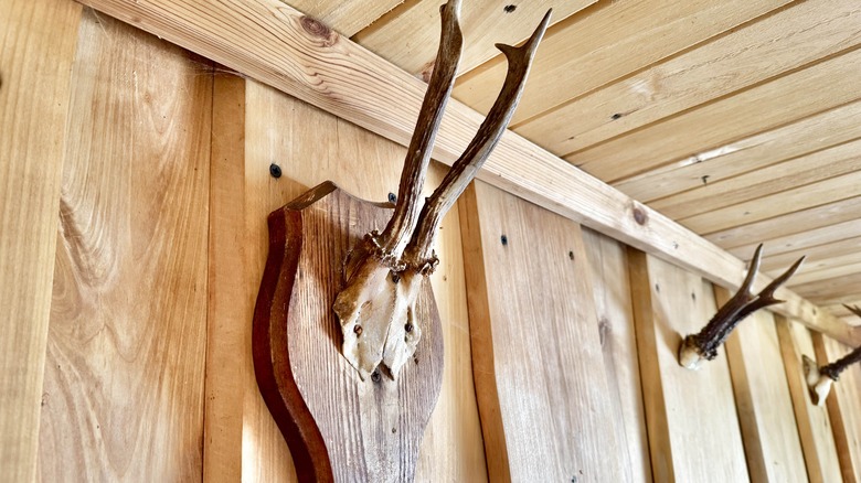 Animal antlers mounted on a wood wall.