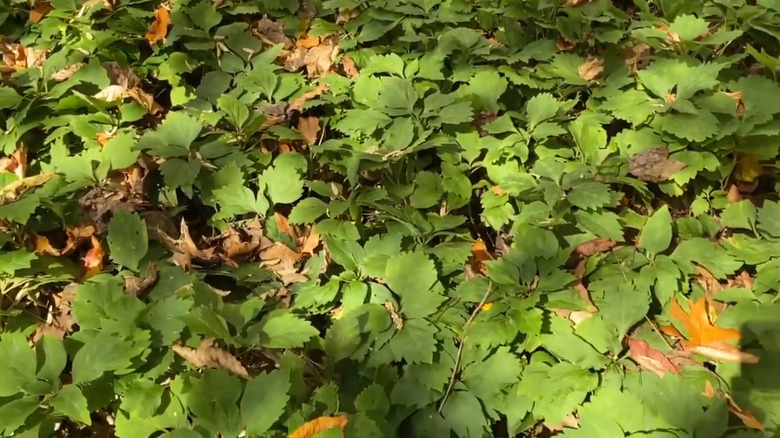 Allegheny spurge (Pachysandra procumbens) covers the ground in a woodland garden