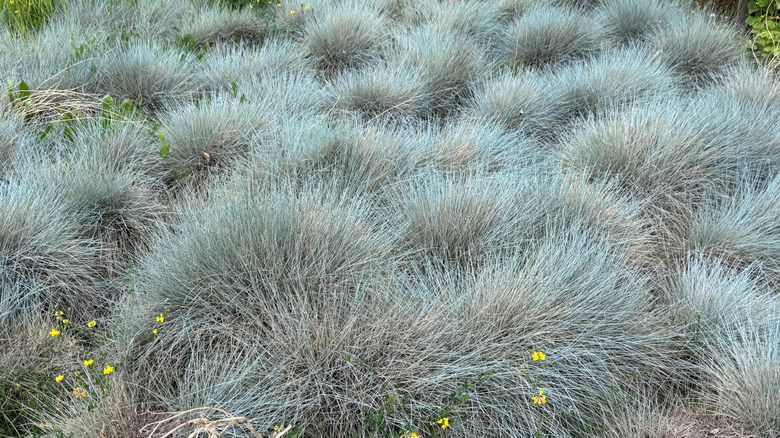 A mass planting of blue fescue grass