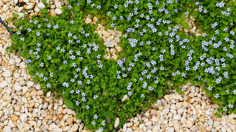 Blue Star Creeper (Isotoma fluviatilis) is contained by landscape edging and pebbles