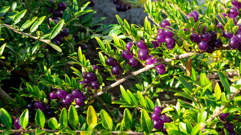 Box Leaf Honeysuckle (Lonciera liplieata) as ground cover in the garden