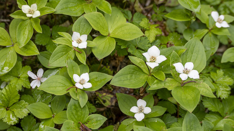 Bunchberry (Cornus canadensis) forms a mat of green with white flowers in the spring