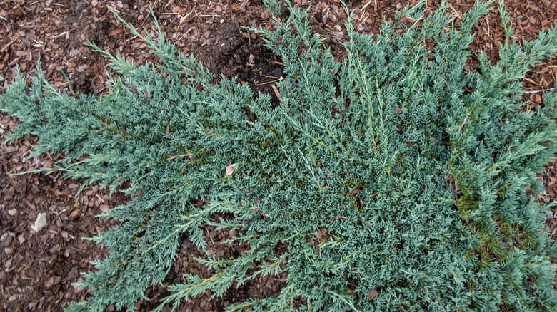 A healthy young creeping juniper bush