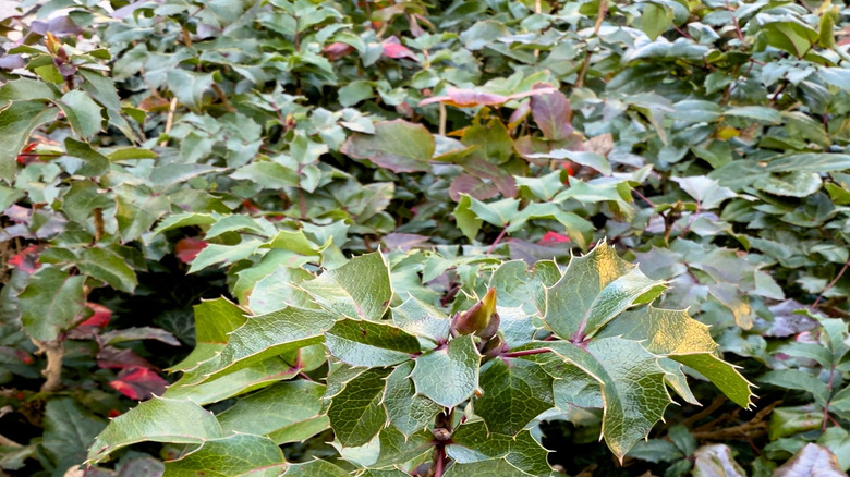 Creeping mahonia grown as an evergreen ground cover