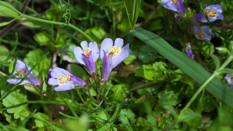 A closeup of the flower of Creeping Mazus (Mazus miquelli)