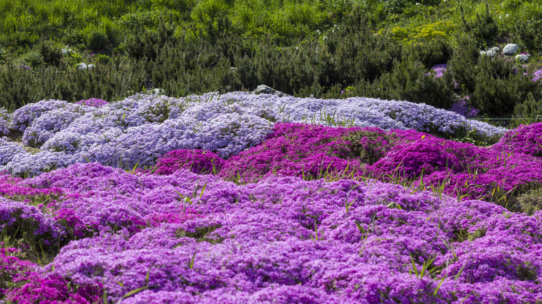 Purple and pink shades of phlox subulata in the landscape