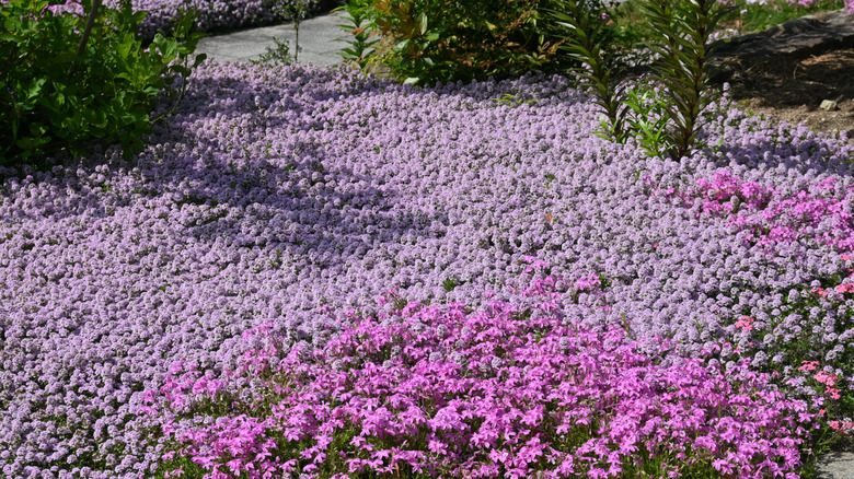 A blanket of pink and purple creeping thyme