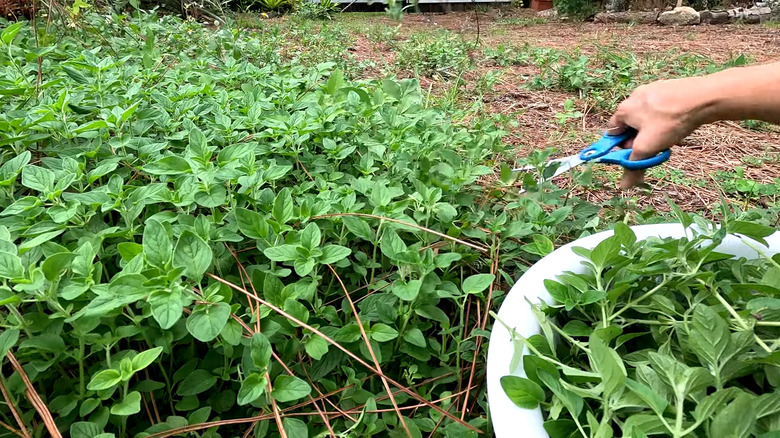 Oregano can be used as a ground cover in an edible food forest