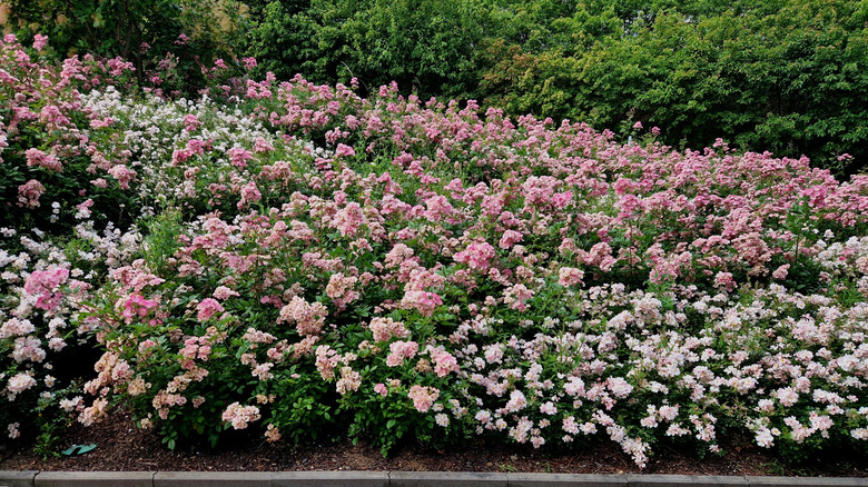A mass planting of ground cover roses