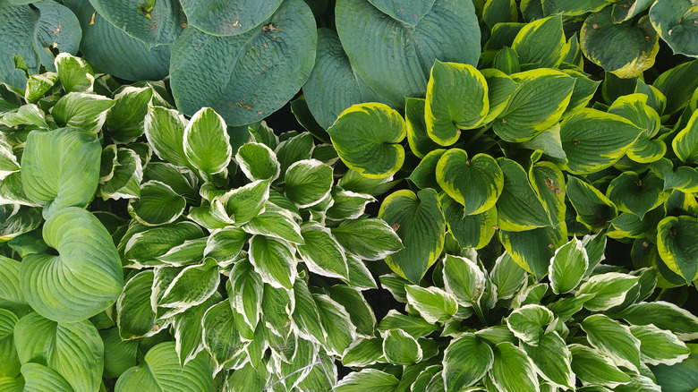 The different colors and patterns on hosta leaves add visual interest throughout the year