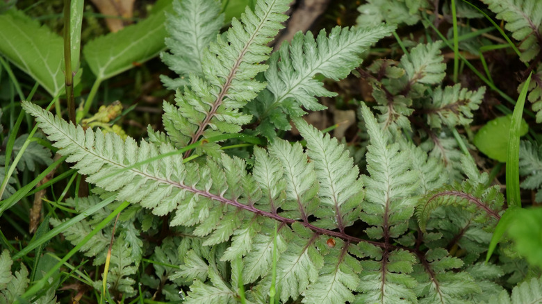 Japanese Painted Fern (Athyrium niponicum) add a touch of elegance to a shade garden