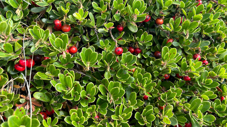 Arctostaphylos uva-ursi also known as kinnickinnick or bearberry