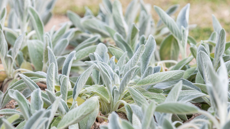 Lamb's Ear (Stachys byzantina) in the garden