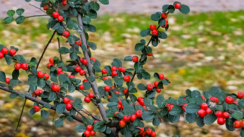 Rock Cotoneaster (Cotoneaster horizontalis) has dark green leaves and bright red berries in the fall