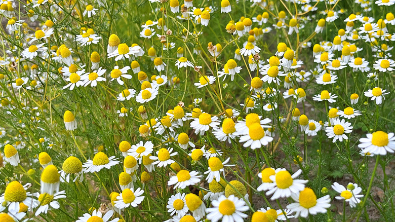 Roman Chamomile (Chamaemelum nobile) in a mass planting