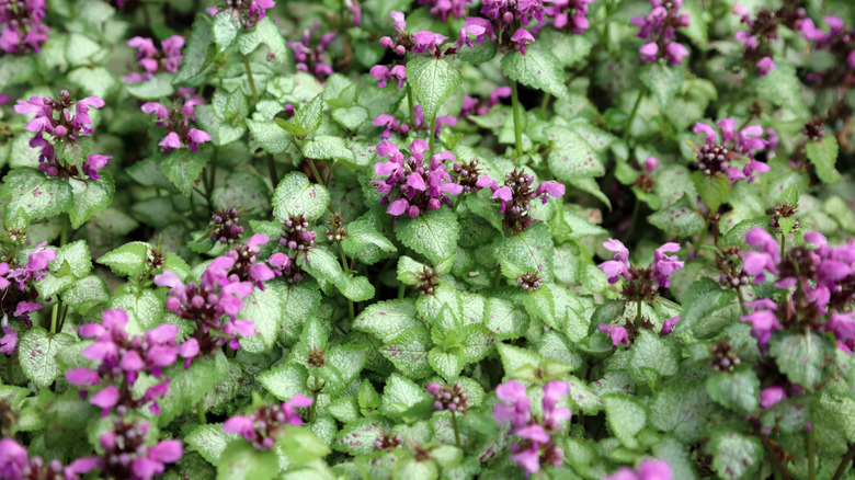 Spotted Deadnettle (Lamium maculatum) with white leaves and purple flowers