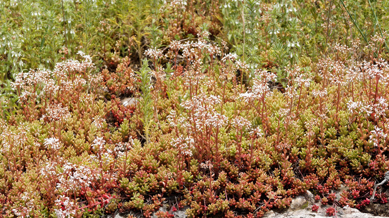 Sedum 'Coral Carpet' creates a dense mat when used as a ground cover