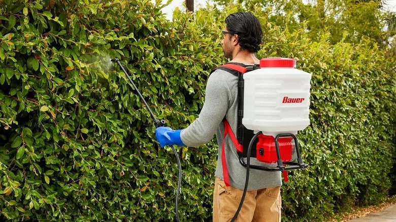 Man using a backpack weed sprayer on hedge