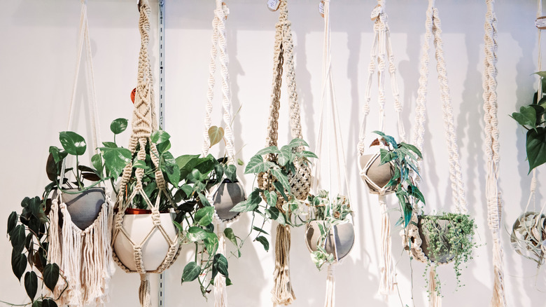 A group of plants hanging from the ceiling in macrame planters.